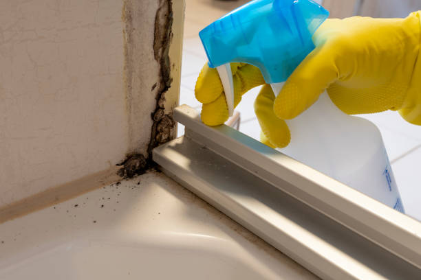 Mold Removal and Inspection in Margate City, NJ